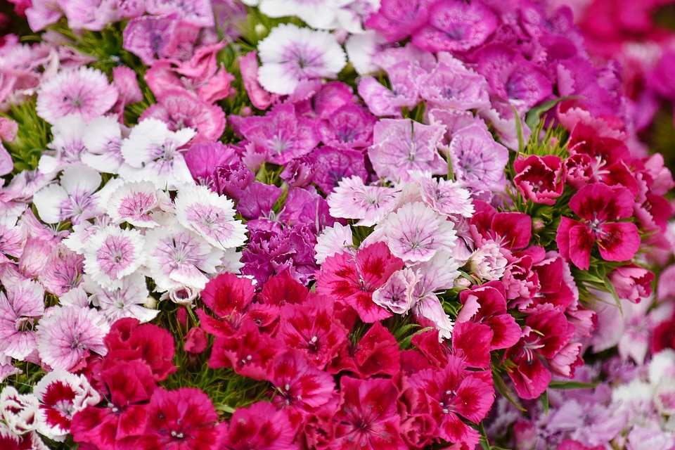 Bouquet carnation pinkish