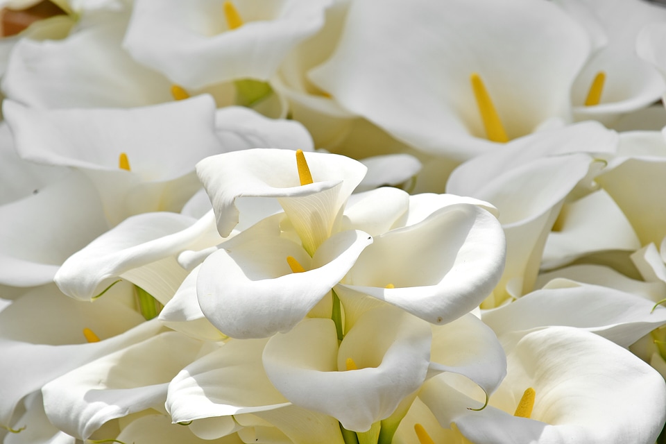 Elegance pistil white flower