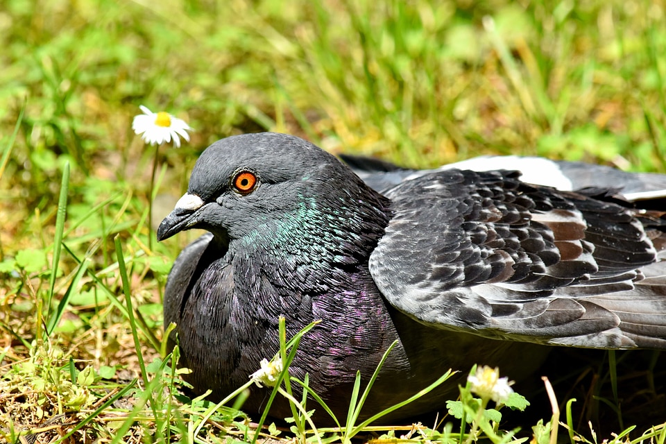 Pigeon beak nature photo