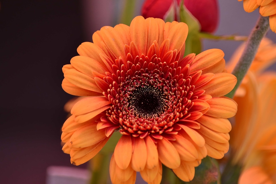 Beautiful Flowers close-up orange yellow