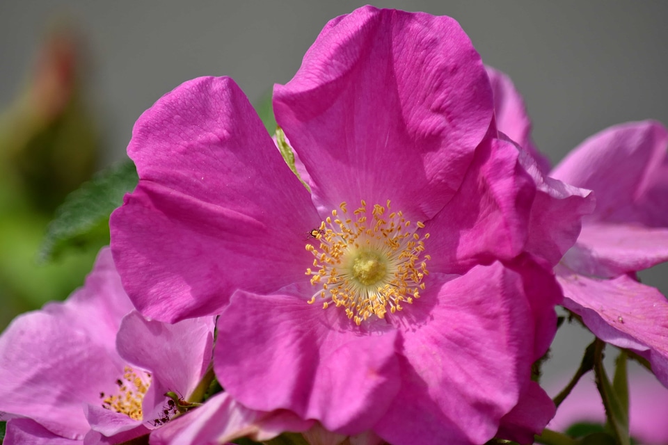 Pink rose wilderness