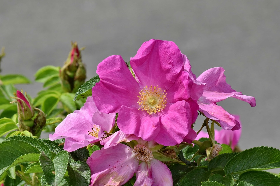 Blossom flora nature