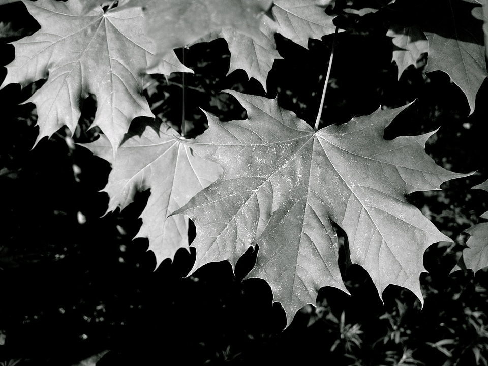 Green tree plant photo