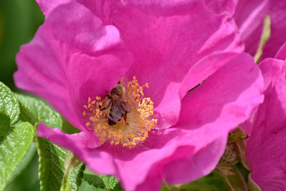 Bee honeybee pollen