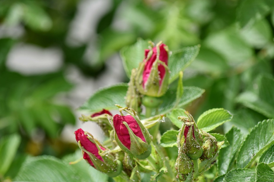 Flower Bud flower garden insect