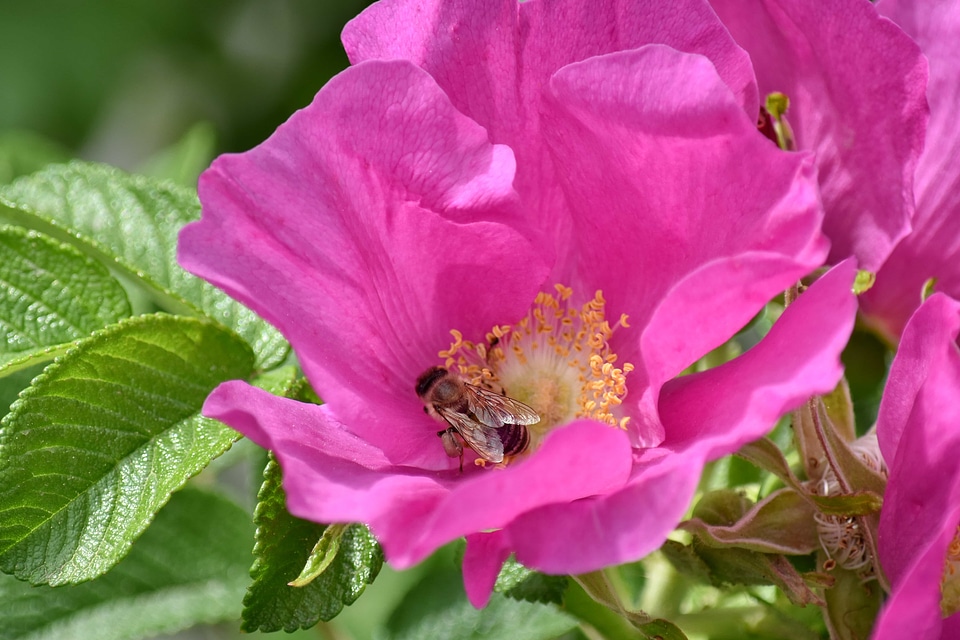 Fair Weather honeybee insect