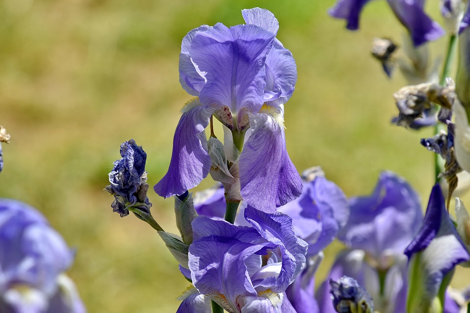 Flower Bud flower garden horticulture
