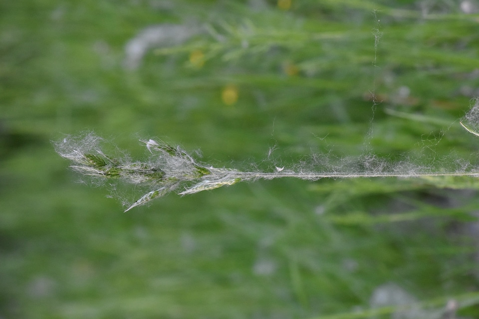 Close-Up grass horizontal
