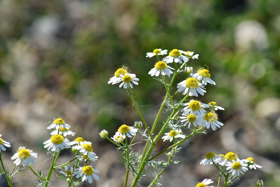 Chamomile plant herb