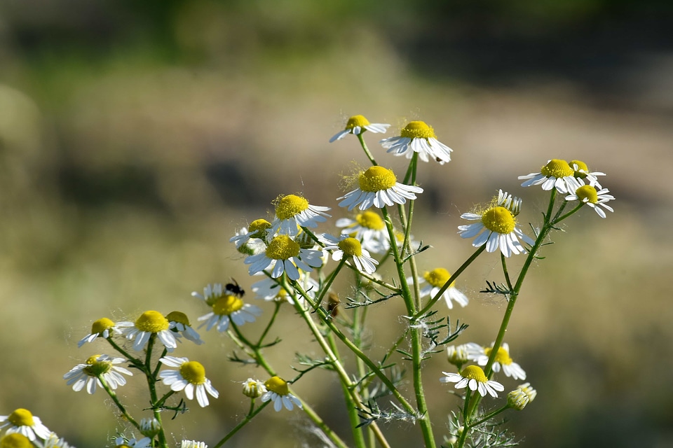 Chamomile flower bud flowering