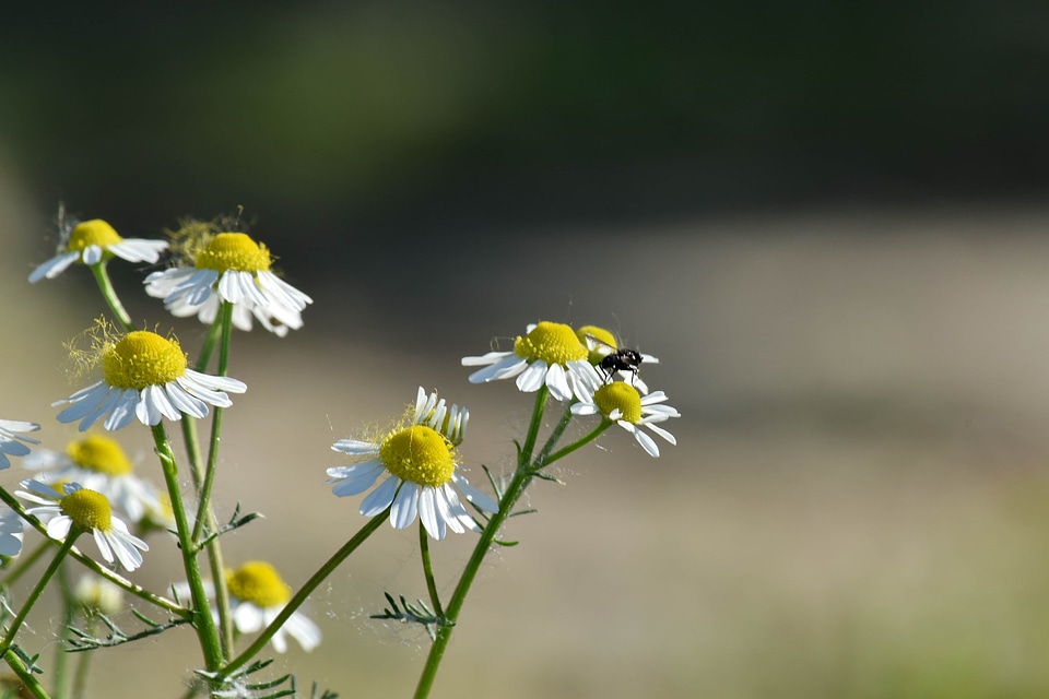 Beautiful Flowers chamomile insect