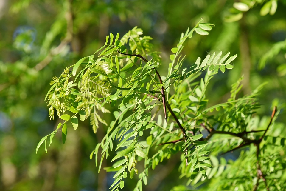 Acacia branches green leaves