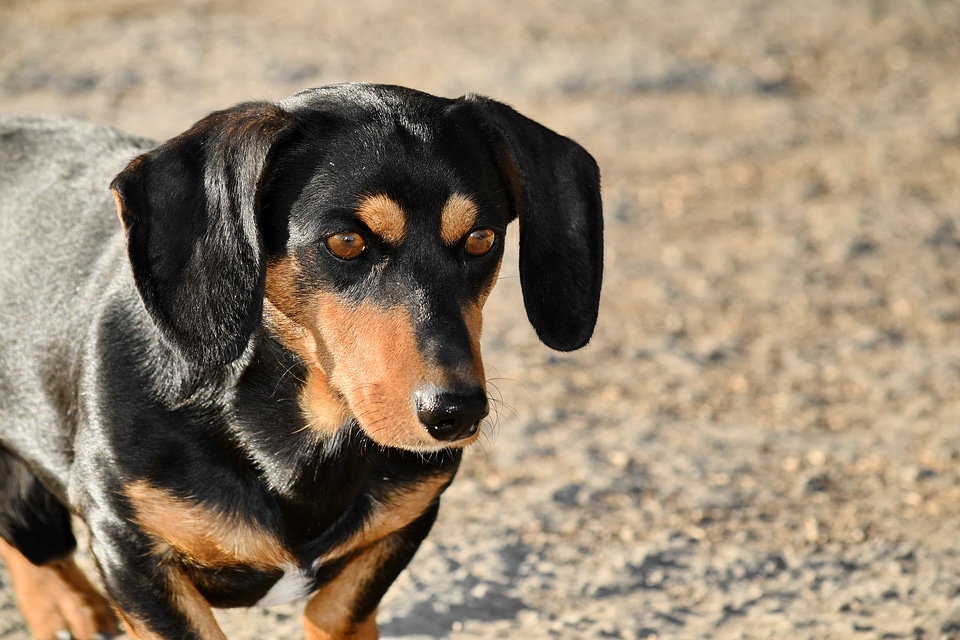 Close-Up dachshund eyes