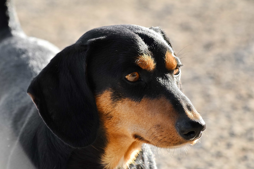 Dachshund side view pet