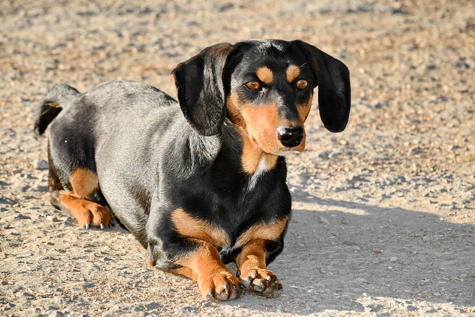 Black curious dachshund