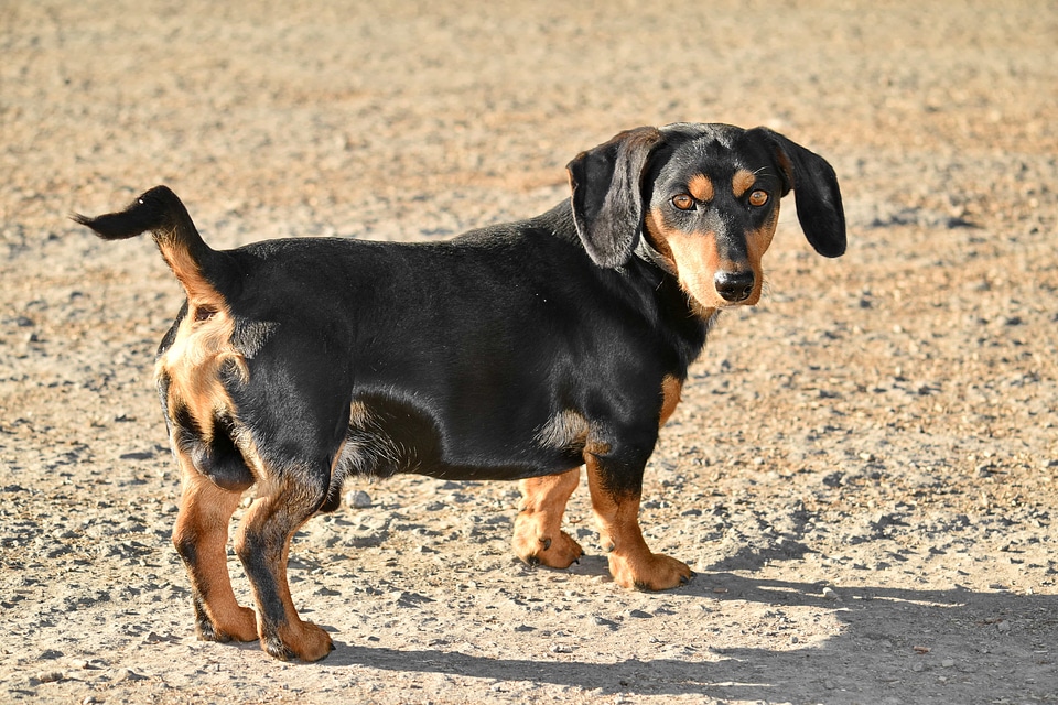 Dachshund dog purebred
