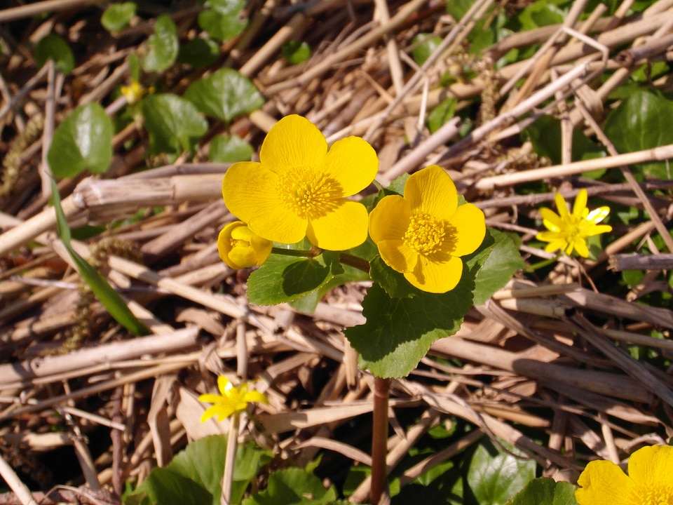 Forest flowers rarely
