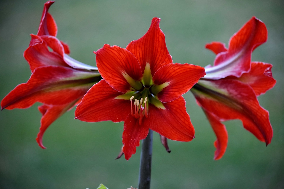 Amaryllis blossom petals