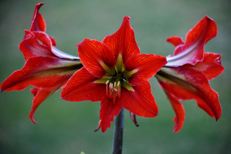 Red amaryllis petal