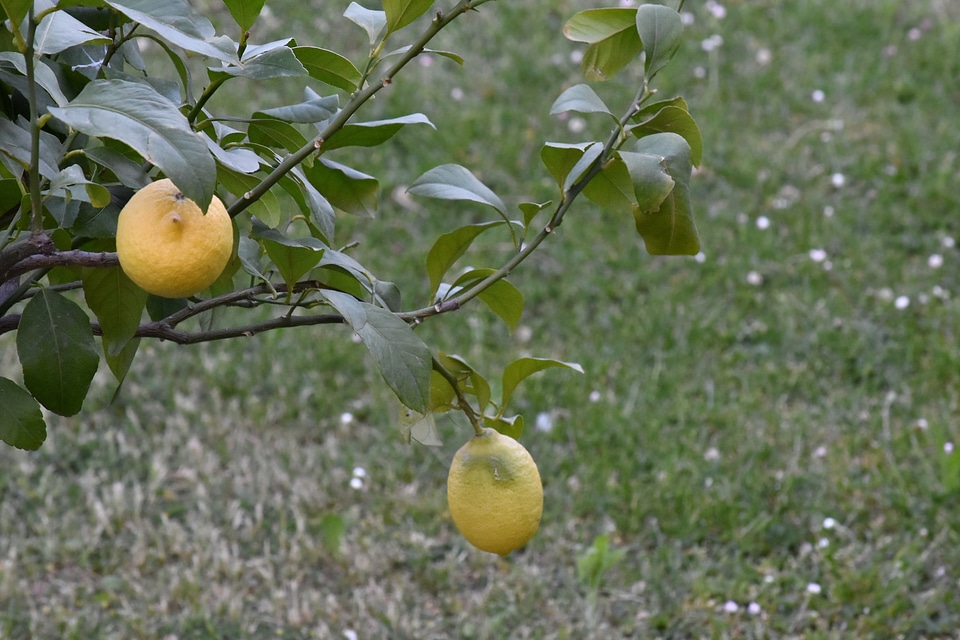 Fruit fruit tree lemon