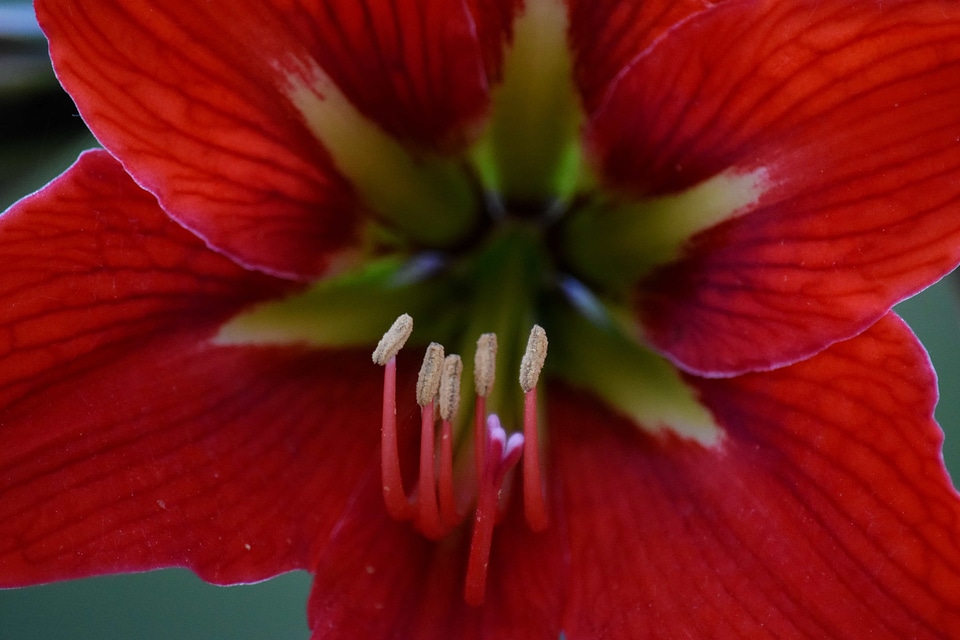 Amaryllis horticulture macro