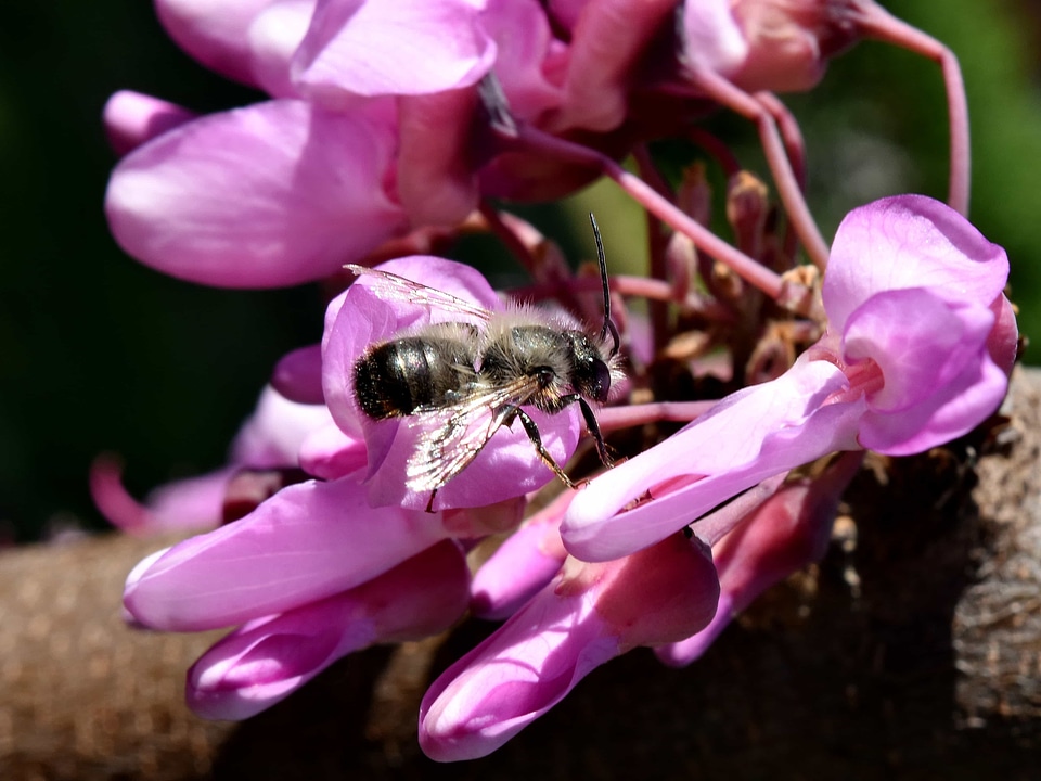 Bee details honeybee