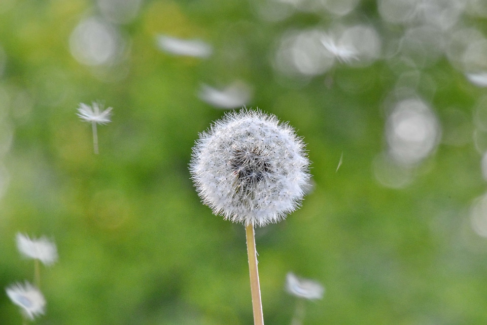 Dandelion grass plants spring time