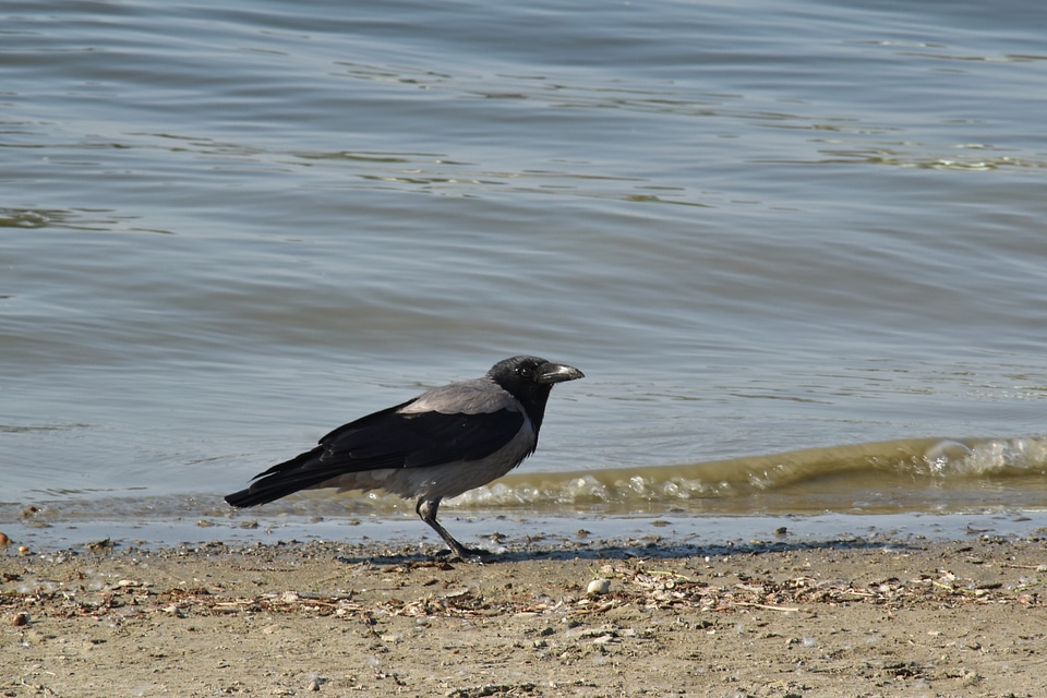 Black Bird coastline crow