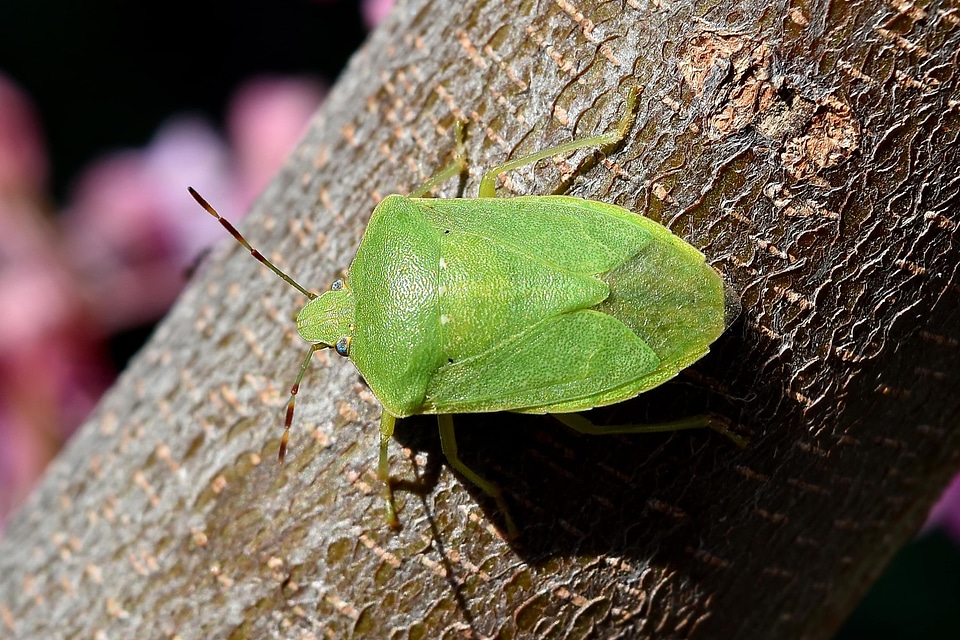 Beetle branch close-up