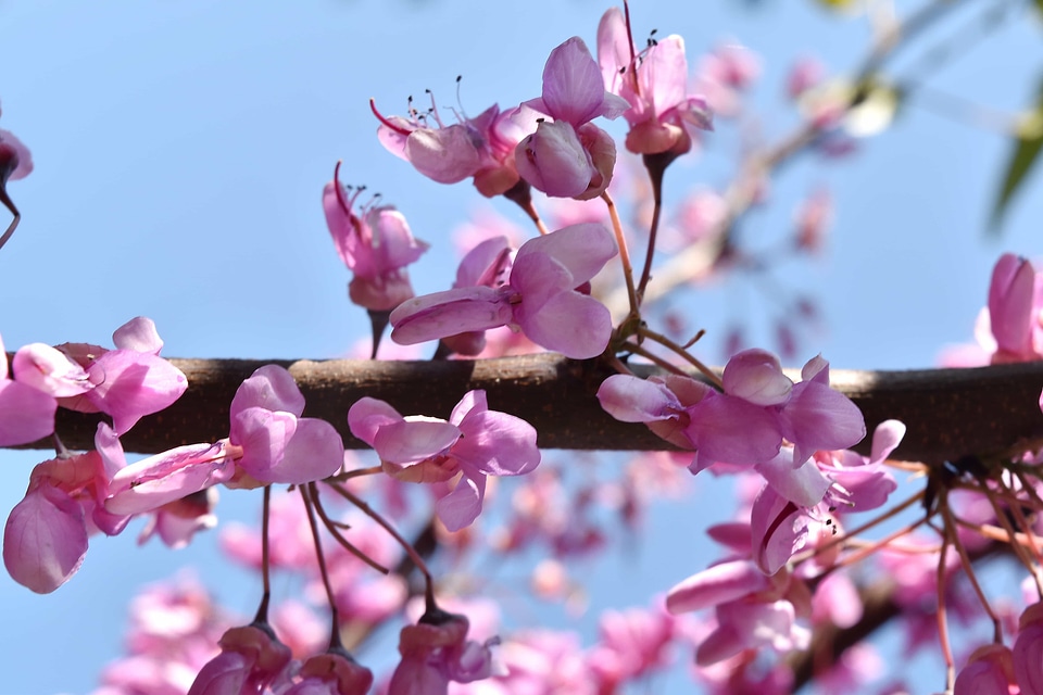 Branches flowering horizontal