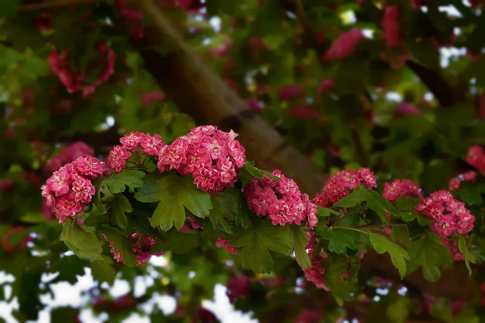Branches flower bud flowers