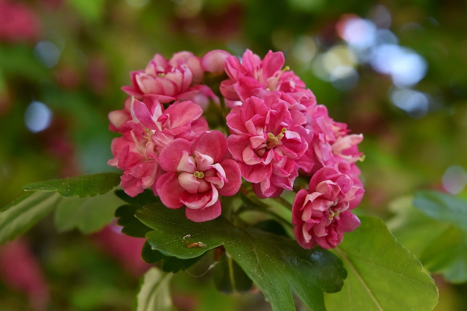 Botany close-up cluster