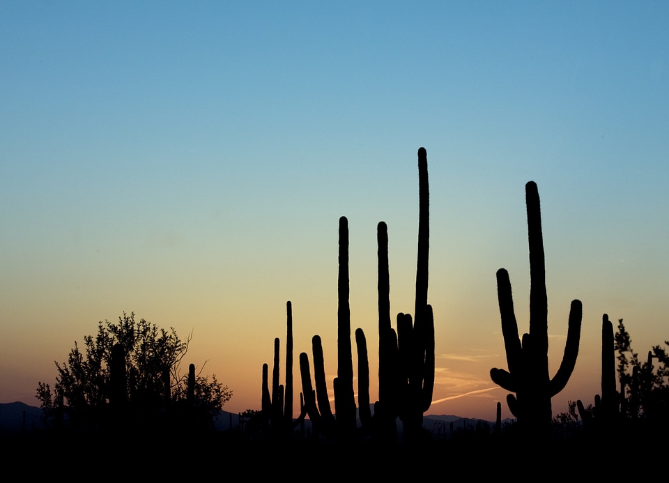 Desert landscape sunset
