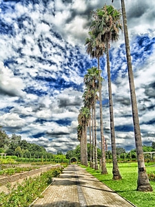 Hdr palms palm trees