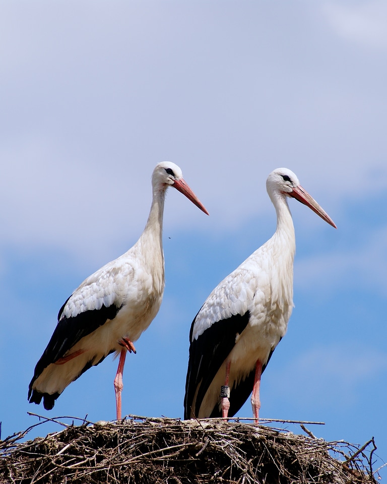 Rattle stork los flies stork's nest
