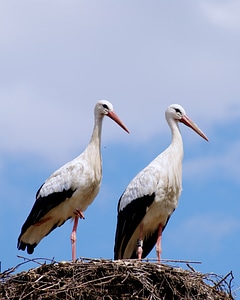 Rattle stork los flies stork's nest photo