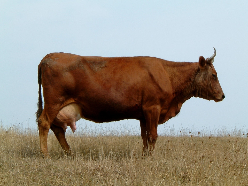 Brown profile nature