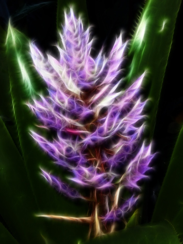 Plant fractal abstract