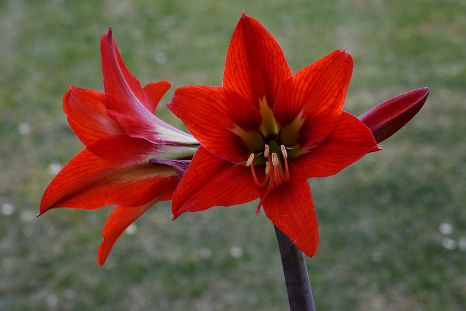 Amaryllis petals red