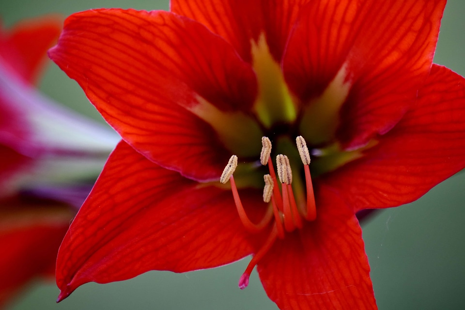 Amaryllis close-up detail
