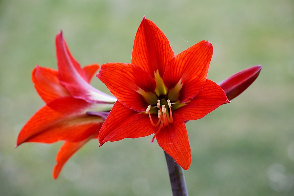 Amaryllis beautiful flowers garden