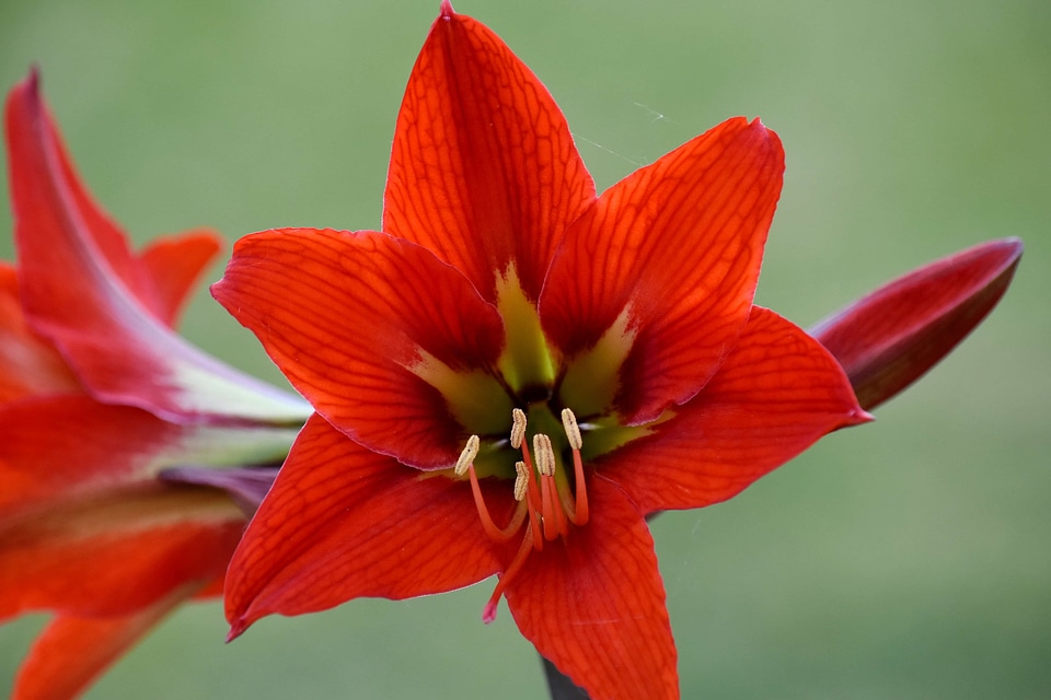 Amaryllis close-up macro