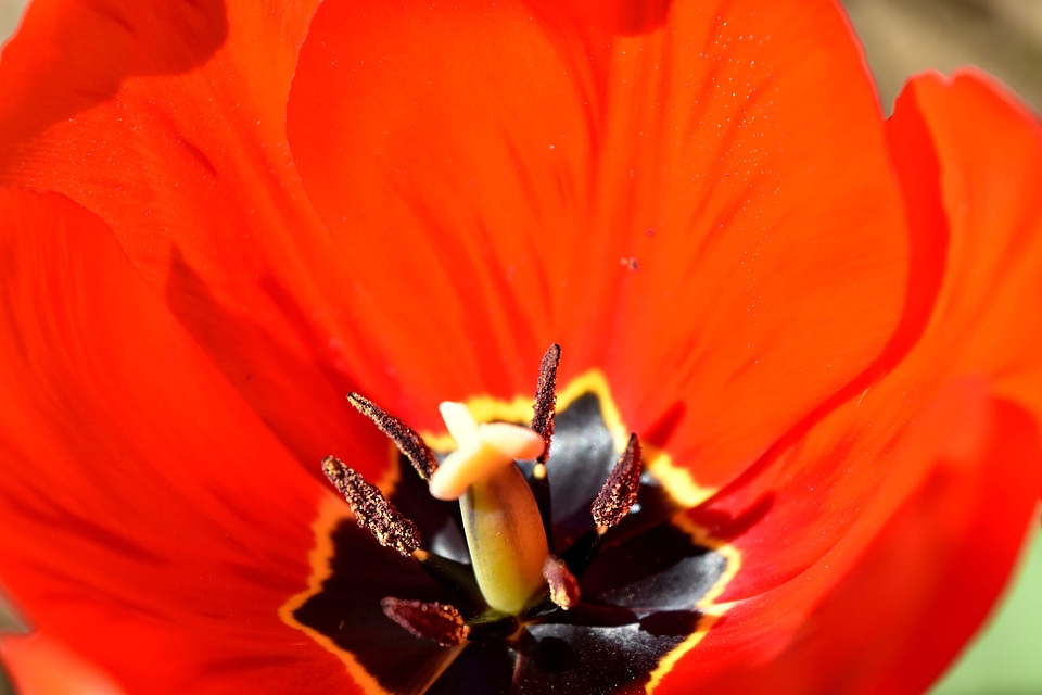 Petals pistil pollen