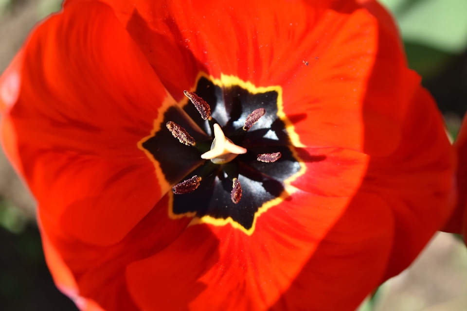 Beautiful Flowers center close-up
