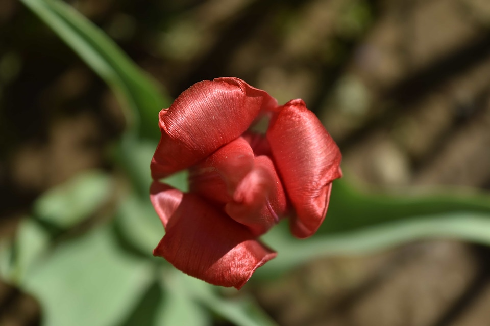 Flower Bud flower garden red