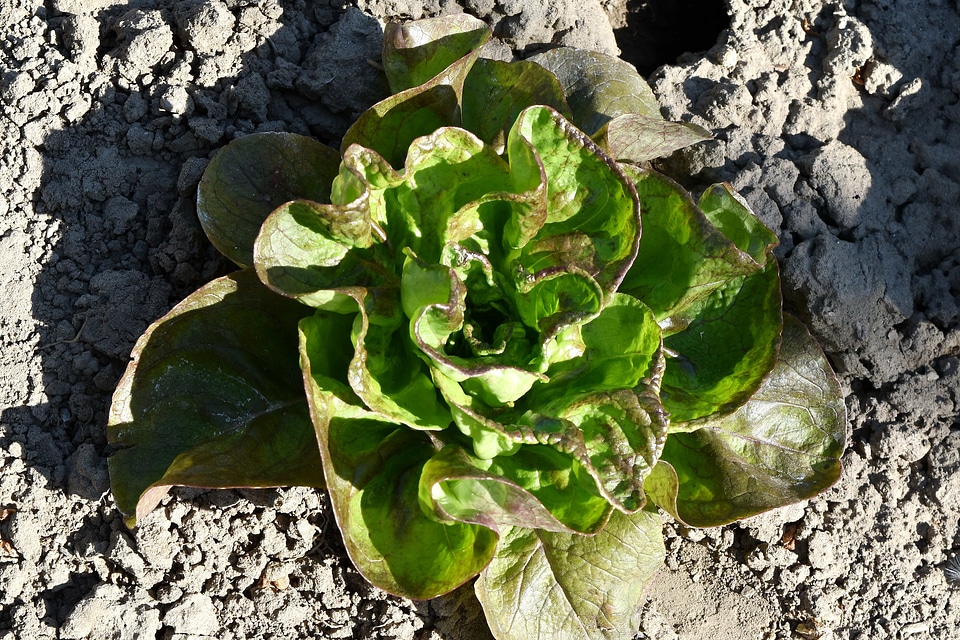 Nature flora lettuce