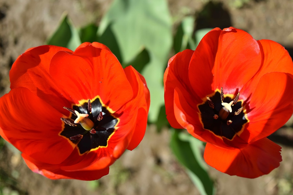 Beautiful Flowers flower garden spring time