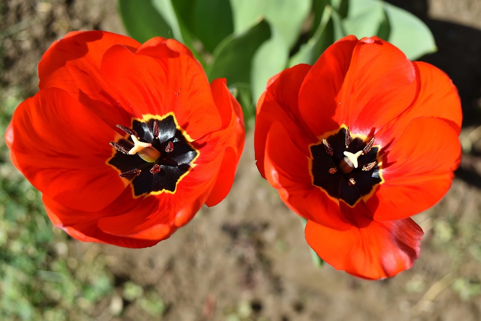Beautiful Flowers red tulip photo