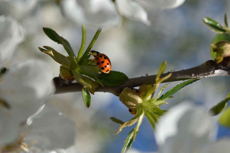 Branches ladybug spring time
