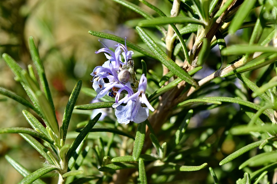 Flower Bud flower garden fragrance